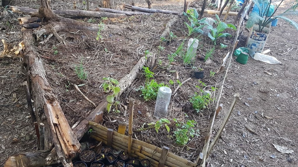 ONG Verde faz plantios de árvores nativas e de mudas frutíferas