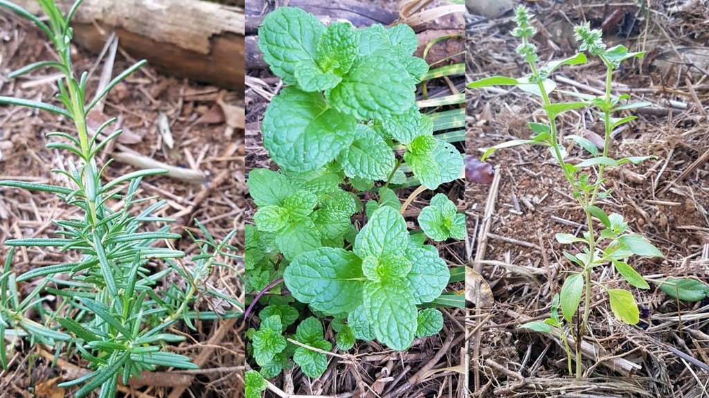 ONG Verde faz plantios de árvores nativas e de mudas frutíferas