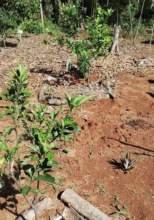 Mini estação metereológica a evolução da agrofloresta