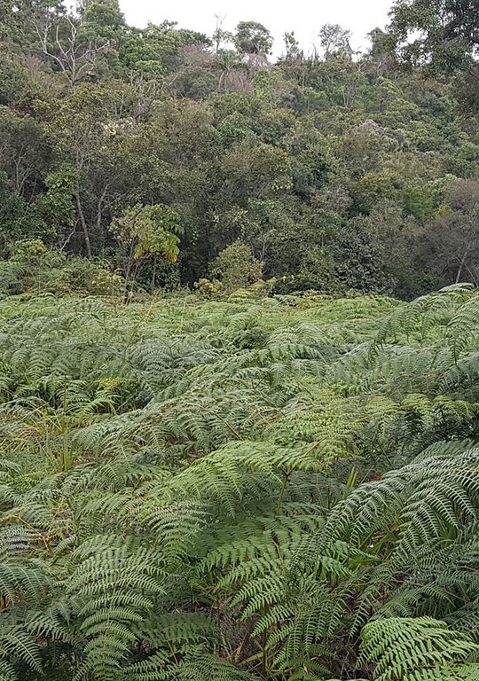 CEA Mandembo - Programa de Educação Ambiental com ODS´s