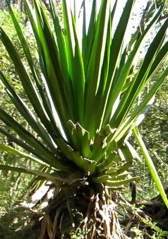9ª Caminhada Ecológica de Rio Manso – Minas Gerais