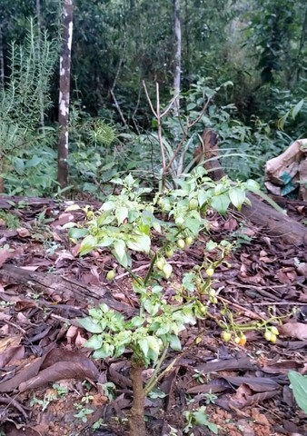 CEA Mandembo faz plantios de árvores nativas e de mudas frutíferas