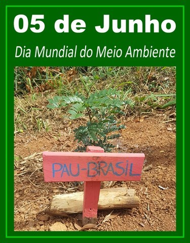 ONG Verde comemora com plantios de árvores nativas e de mudas frutíferas