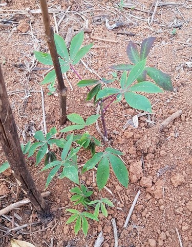 ONG Verde faz plantios de árvores nativas e de mudas frutíferas