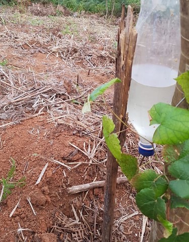 ONG Verde faz plantios de árvores nativas e de mudas frutíferas