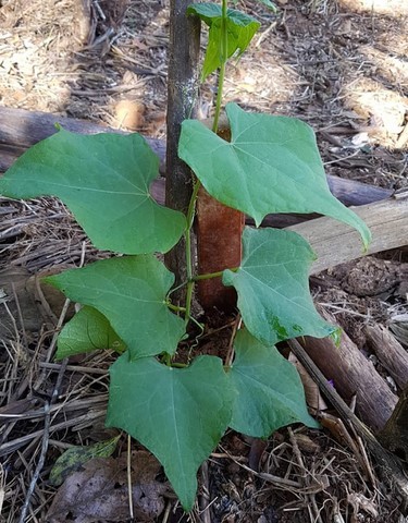 ONG Verde faz plantios de árvores nativas e de mudas frutíferas