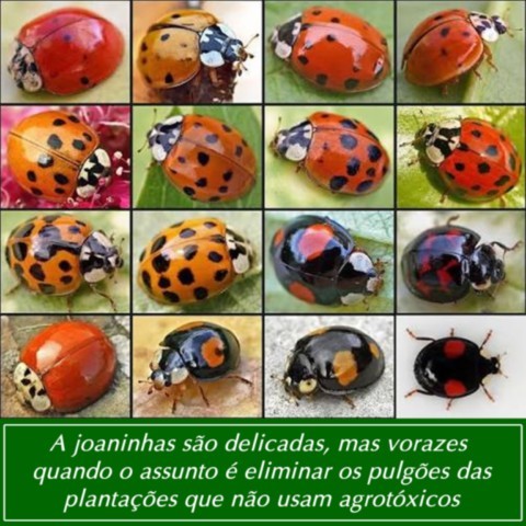 Agroecologia - O Caminho das Soluções
