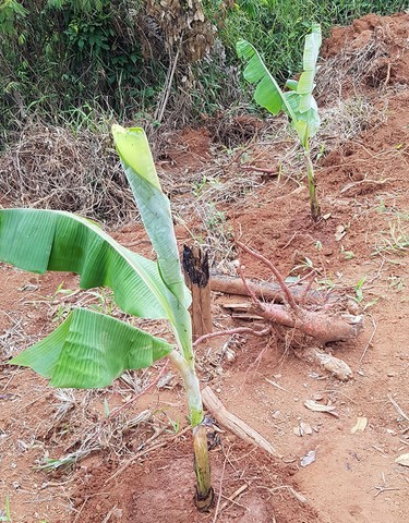 Educação Ambiental e Agroecologia e Energias Renováveis 