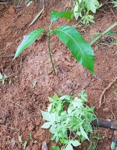 Educação Ambiental e Agroecologia e Energias Renováveis 