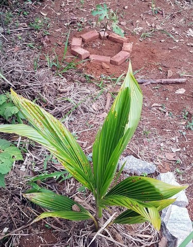 Educação Ambiental e Agroecologia e Energias Renováveis 