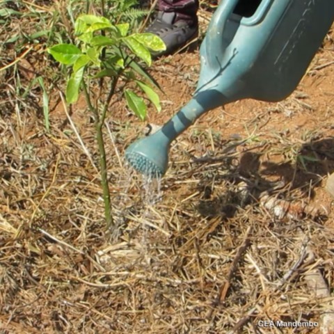 Agroecologia - O Caminho das Soluções