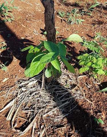 Educação Ambiental e Agroecologia e Energias Renováveis 