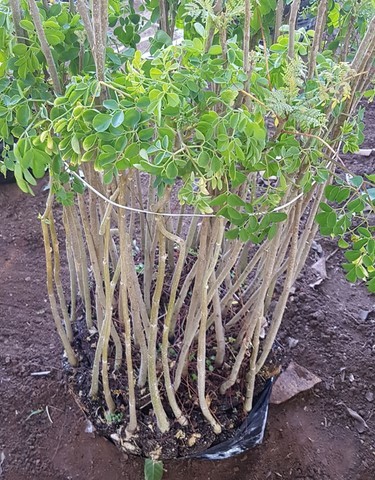Educação Ambiental e Agroecologia e Energias Renováveis 
