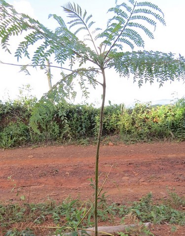 Educação Ambiental e Agroecologia e Energias Renováveis 
