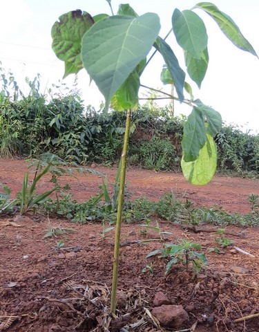 Educação Ambiental e Agroecologia e Energias Renováveis 
