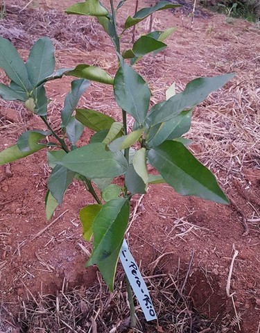 ONG Verde faz plantios de árvores nativas e de mudas frutíferas