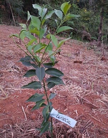 ONG Verde faz plantios de árvores nativas e de mudas frutíferas