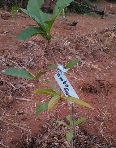 ONG Verde faz plantios de árvores nativas e de mudas frutíferas
