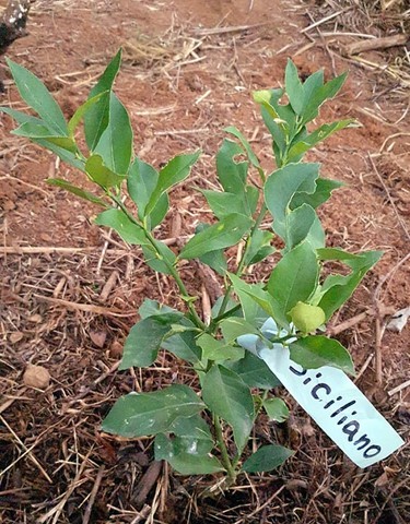 ONG Verde faz plantios de árvores nativas e de mudas frutíferas