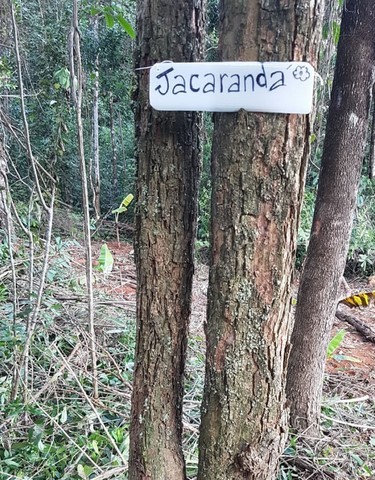 ONG Verde faz plantios de árvores nativas e de mudas frutíferas