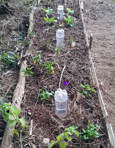 ONG Verde faz plantios de árvores nativas e de mudas frutíferas