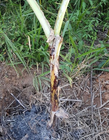 ONG Verde faz plantios de árvores nativas e de mudas frutíferas