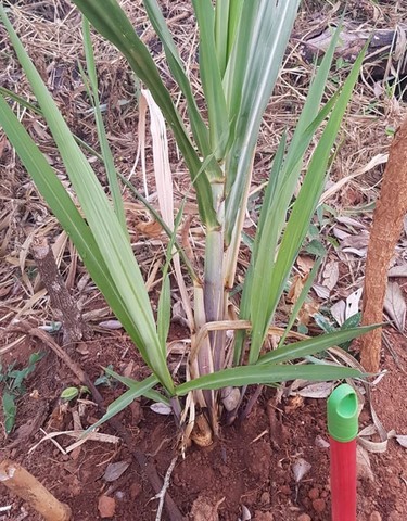 ONG Verde faz plantios de árvores nativas e de mudas frutíferas