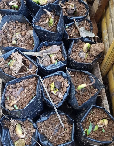 ONG Verde faz plantios de árvores nativas e de mudas frutíferas