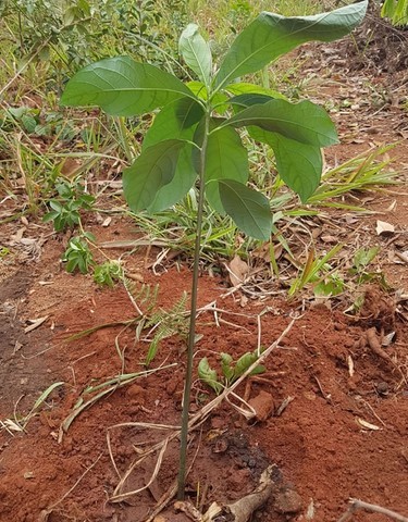 Educação Ambiental e Agroecologia e Energias Renováveis 
