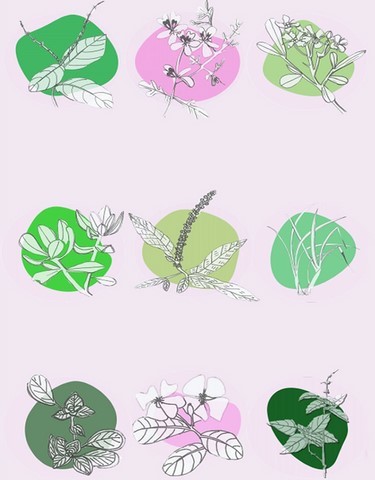 ENTRENÓS – Plantas Medicinais e Saberes das Mulheres
